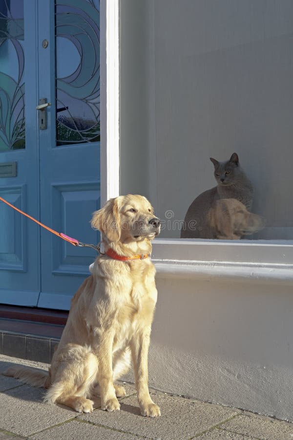 Dog Sitting by Burmese Cat in Window Display Stock Photo Image of canine, building 33915292