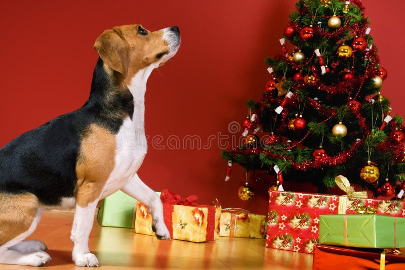 Dog sitting by Christmas tree