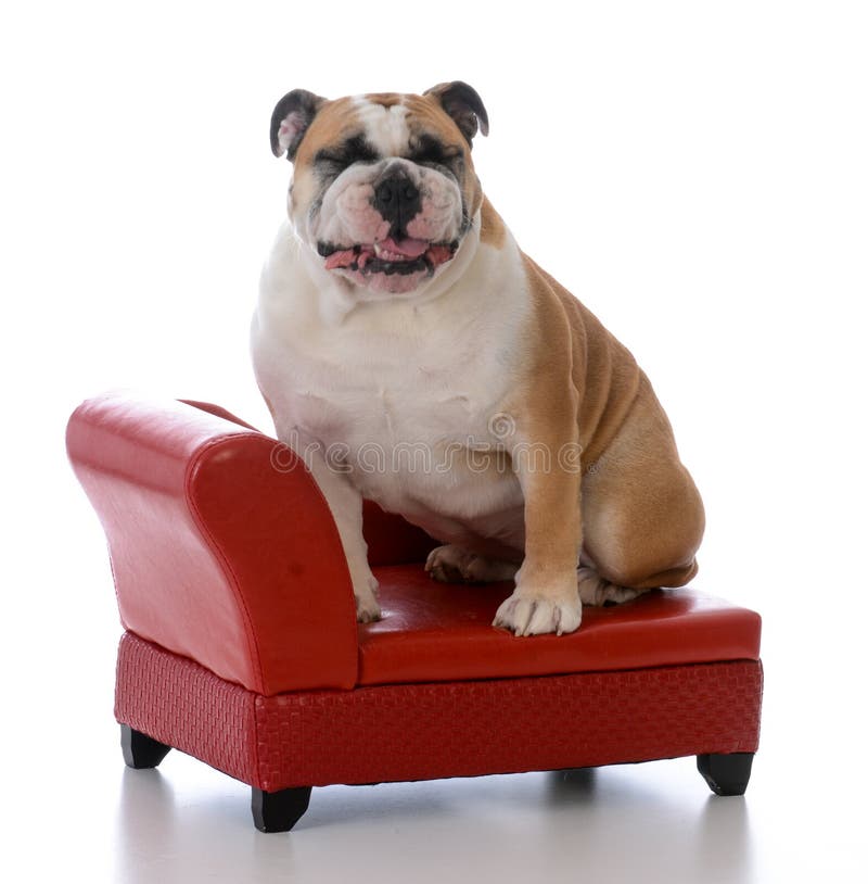Dog sitting on a couch stock photo. Image of wearing - 106354064