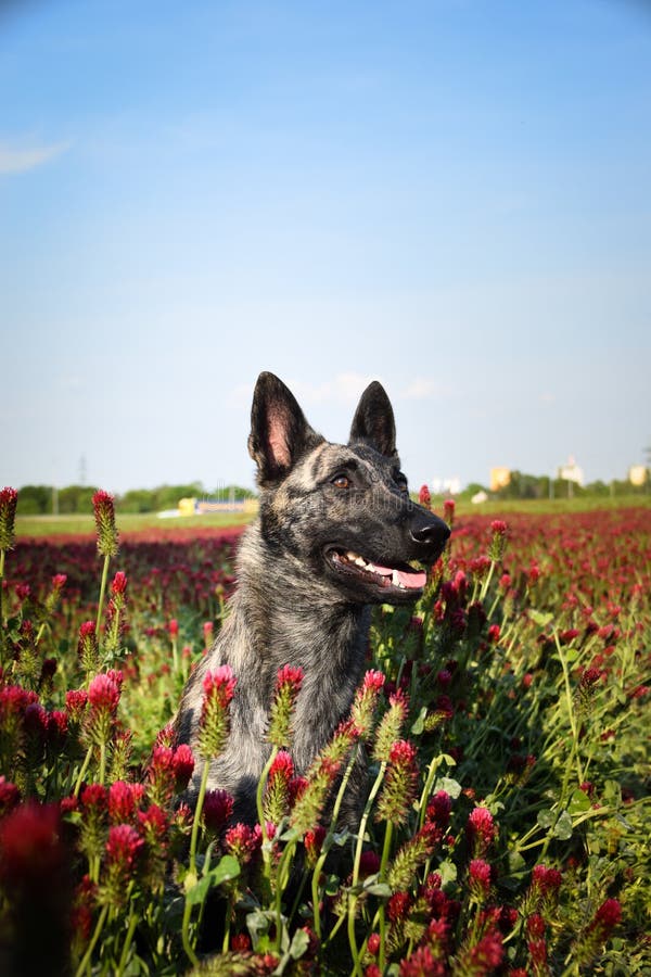 Dog is Sitting in Crimson Clover. Stock Image Image of collie