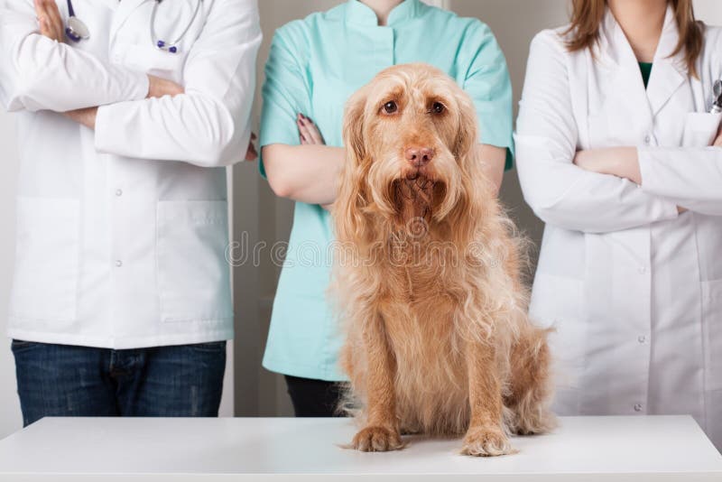 Dog Sitting Front Group Vets Stock Photos Free & RoyaltyFree Stock