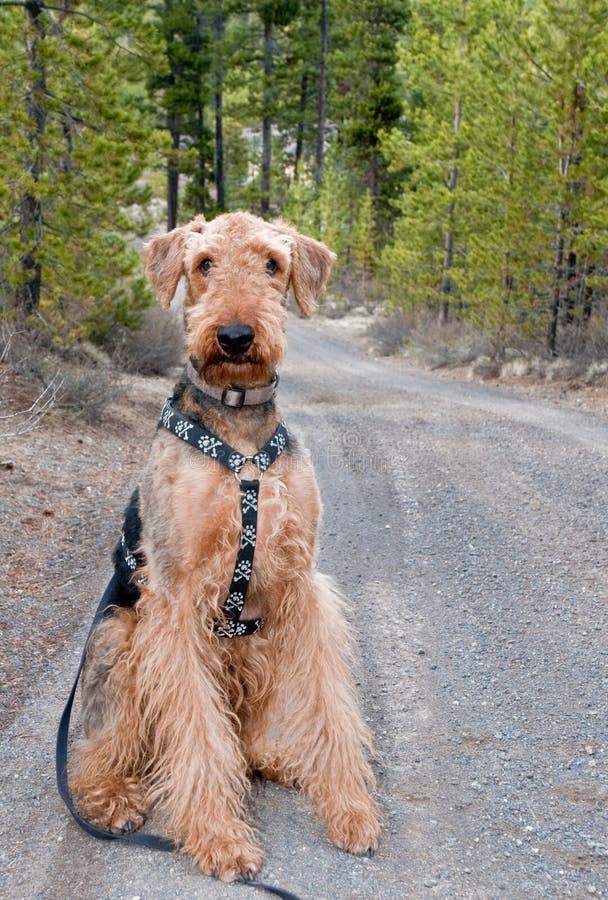 Dog Sitting on Gravel Forest Road Stock Image Image of serious, pine