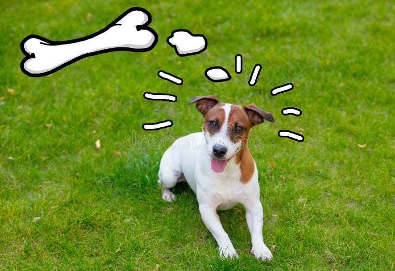 Dog Dreaming about a Bone. Concept of Pets, Love, Animal Life Stock