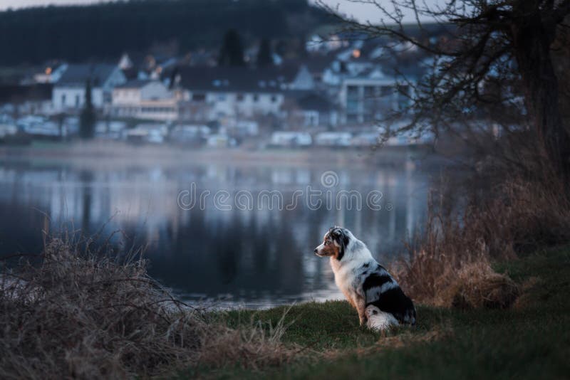 The dog is sitting by the lake. Australian Shepherd in nature. Pet walk