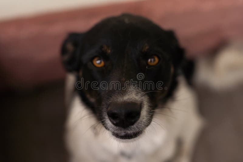 Dog sitting near the house stock image. Image of domestic 256471275