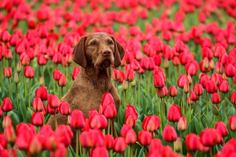 A dog is sitting in NetherlandÂ´s tulip fields