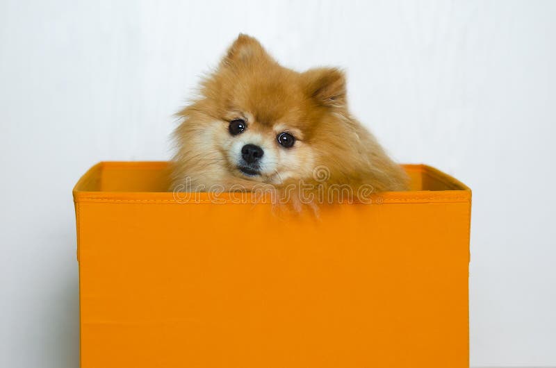 Dog Sitting in Orange Box on White Background. Thoroughbred