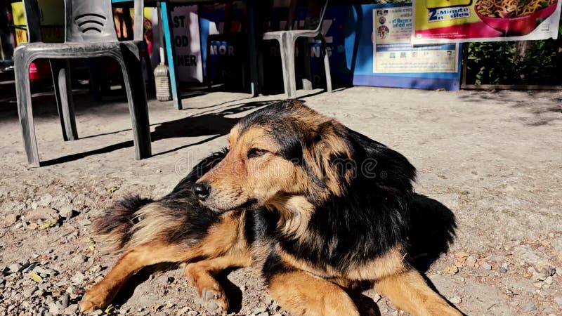 A dog sitting outside a roadside cafe in Mussoorie, India, in daylight.