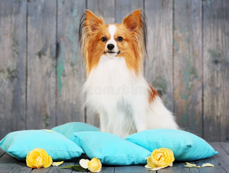 Dog sitting on pillows stock image. Image of brown, cushion 77616013