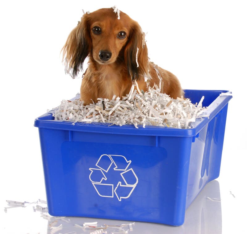 Long haired miniature dachshund sitting in blue recycle bin. Long haired miniature dachshund sitting in blue recycle bin