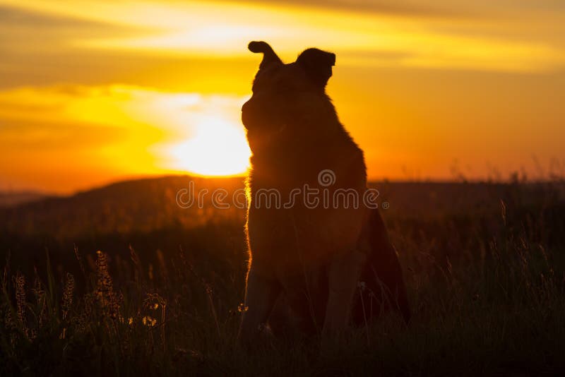 Dog Sitting at Sunset,on the Nature the Dog Sits on the Background of
