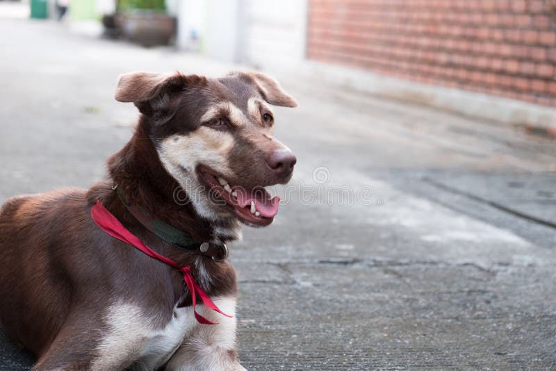 Dog sitting on the tongue breathing on the street stock photos Dog sitting on the tongue breathing on the street stock photos
