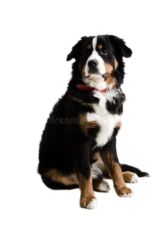 Dog Sitting Up Free Stock Photos & Pictures, Dog Sitting Up Royalty