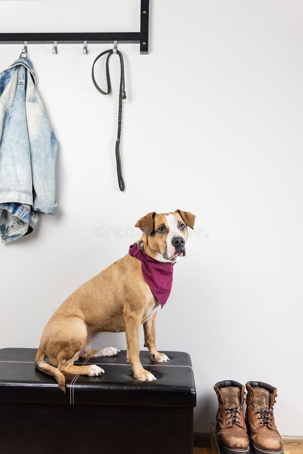 Dog sitting and waiting for a walk in entrance hall. royalty free stock images Dog sitting and waiting for a walk in entrance hall. royalty free stock images