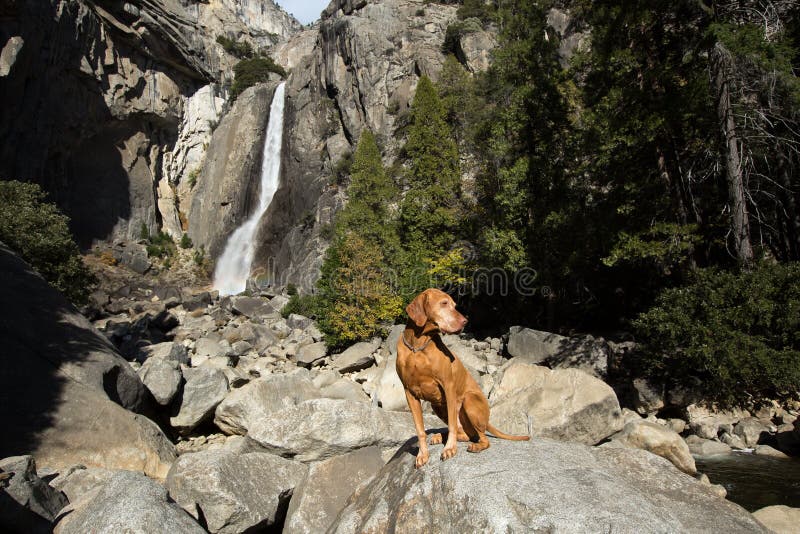 Dog sitting at waterfall in yosemite