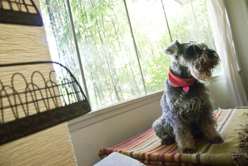 Dog Sitting On Window Picture. Image 82985264