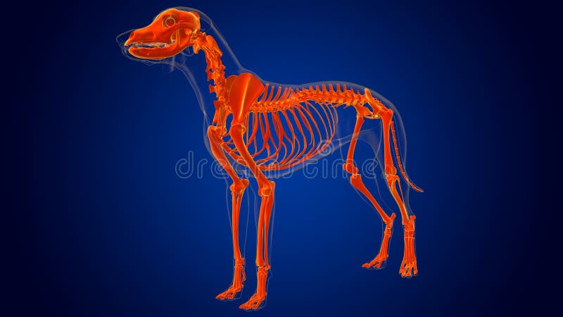 Dog Skeleton Anatomy for Medical Concept 3D Stock Illustration -  Illustration of bone, costal: 227514160