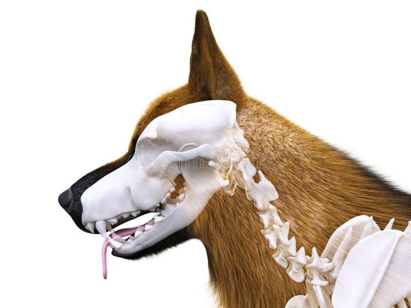 The dog skeleton vector illustration