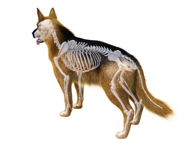 The dog skeleton vector illustration