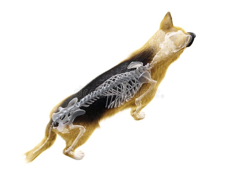 The dog skeleton royalty free illustration