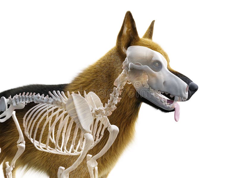 The dog skeleton stock illustration