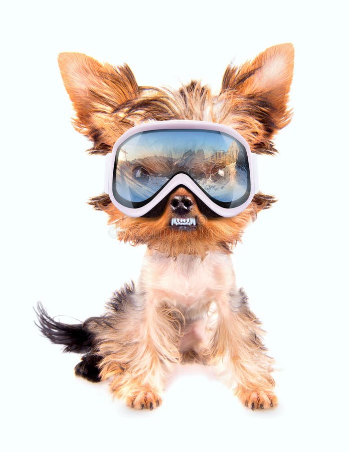 Dog with ski mask stock image. Image of isolated, outdoor 35711221