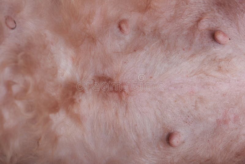 Dog skin with allergy. Background. Pink skin of animal royalty free stock photos Dog skin with allergy. Background. Pink skin of animal royalty free stock photos