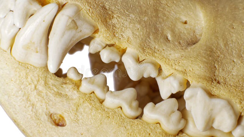 Dog skull Teeth stock images Dog skull Teeth stock images
