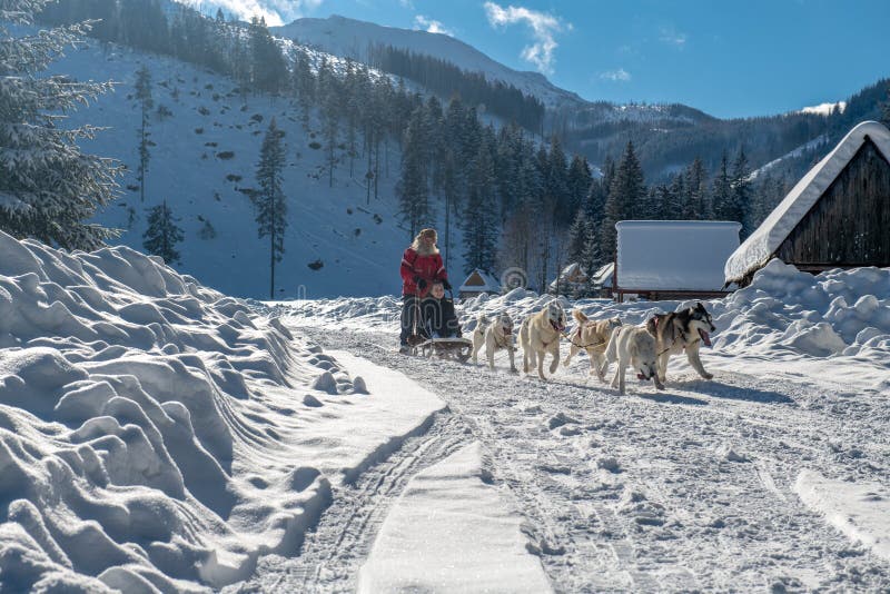 A Dog Sled Pulls a Sleigh on a Snowy Road Stock Image - Image of ...