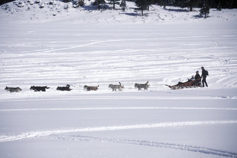 Dog Sled in Snow, Mammoth, CA Editorial Stock Photo Image of sled