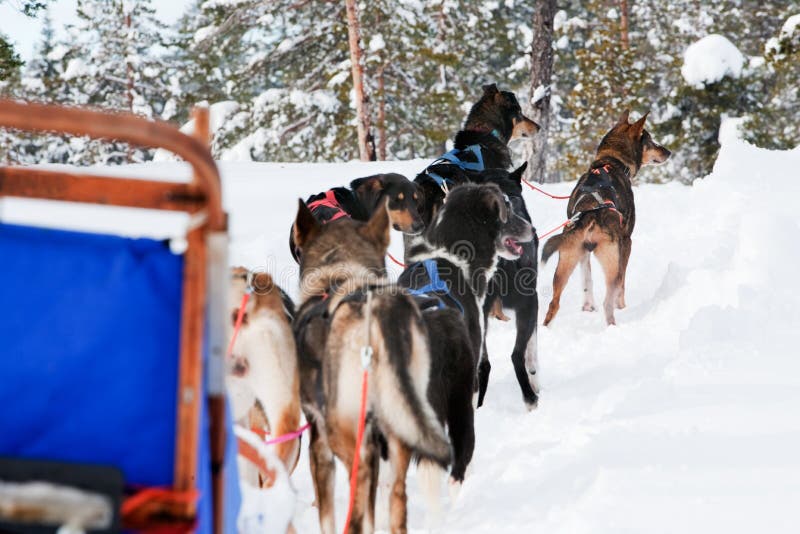 Dog Sled Team stock photo. Image of outdoor, adventure 8335370