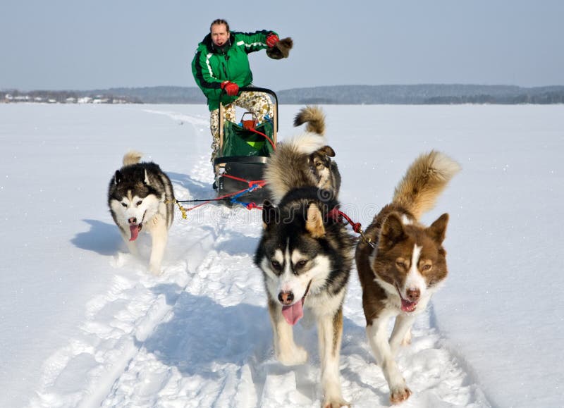 Dog sledding stock image. Image of travel, alaskan, malamute 16424727