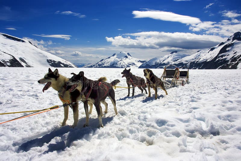 Cane da slitta in Alaska il clima è mite.