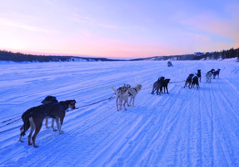 Dog sledding on the lake of Yellowknife Canada