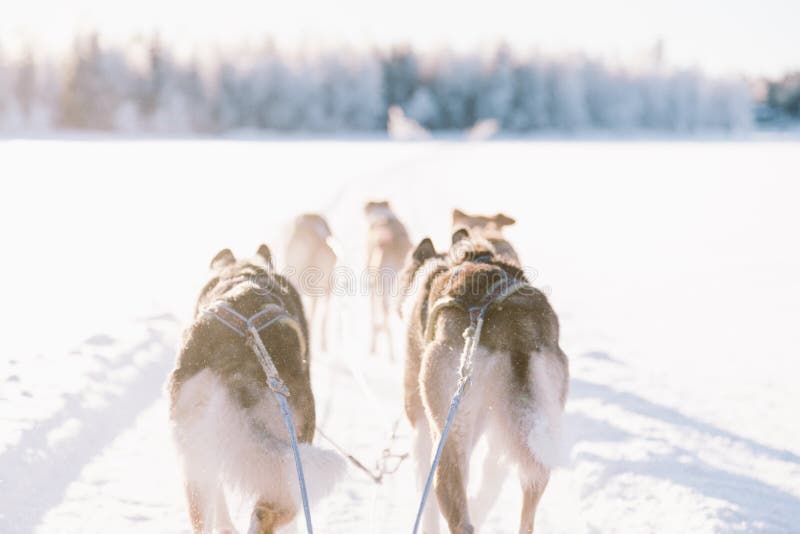 Rauco guidabilità artico cerchio finlandia.