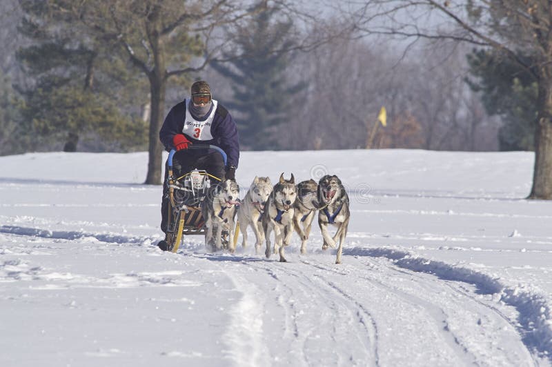 Dog Mushing Winter Dog Sled Contest Editorial Stock Image Image of