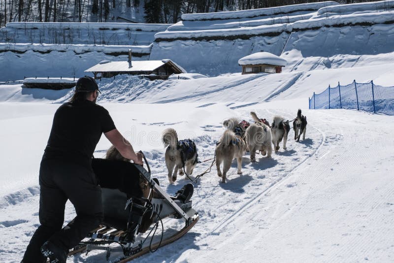 Dog Sledding Tour in Sochi, Russia Editorial Photography Image of