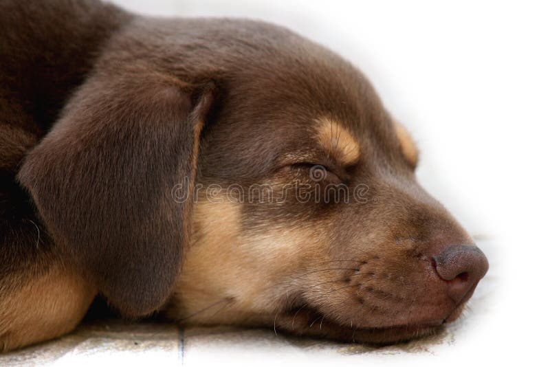 Dog sleep stock photo. Image of eyes, isolated, black 13321644