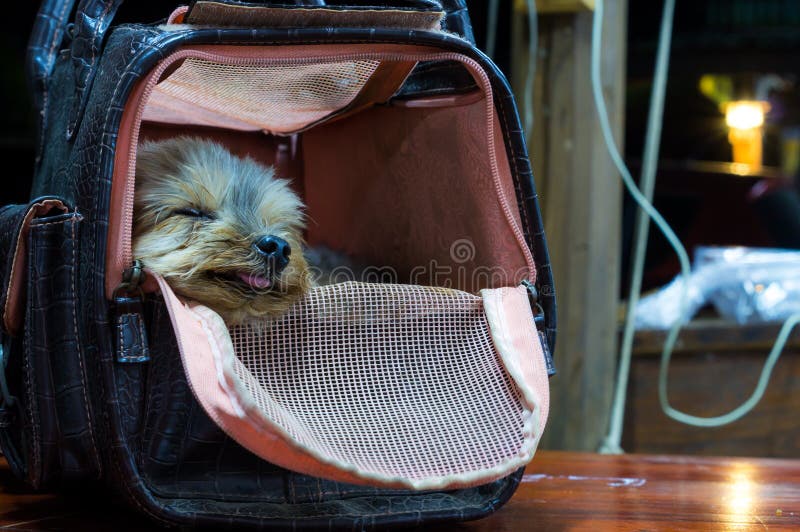 Dog sleep in the bag stock photo. Image of animal, night 47719630