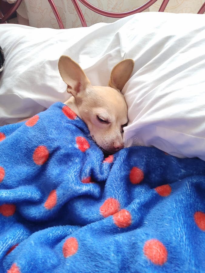 Dog sleep bed stock photo. Image of durmiendo, sleep 271340486