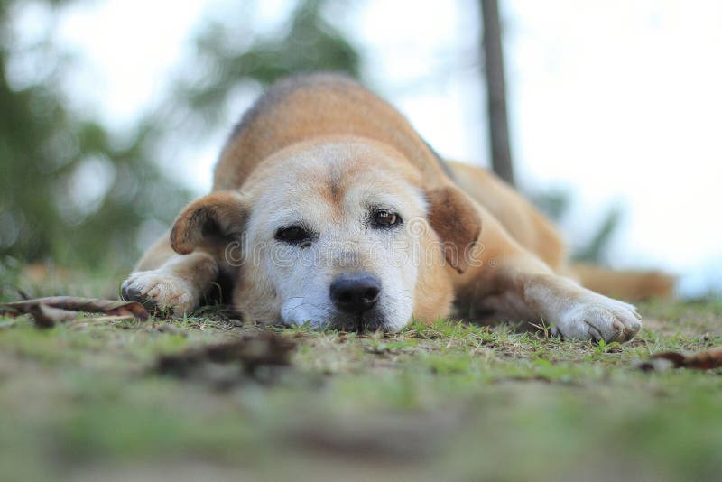 Dog sleep stock photo. Image of attentive, floor, mammal 35891962