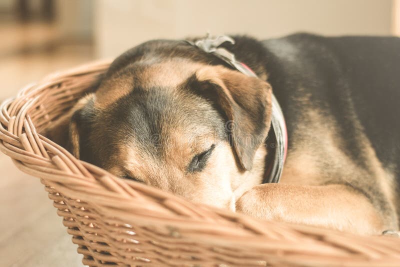 Free Public Domain CC0 Image Dog Sleeping In Basket Picture. Image