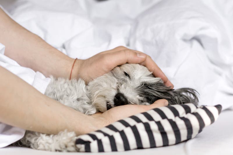 Dog sleeping in bed stock photo. Image of comfortable 53132104