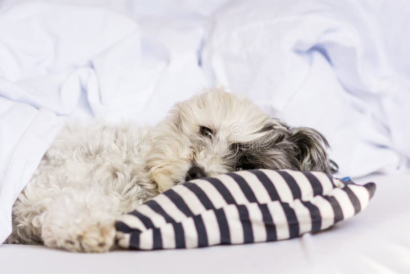 Dog sleeping in bed stock photo. Image of flat, bedroom 53148182