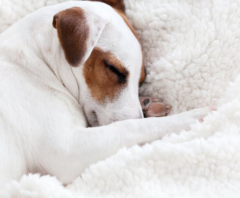Dog sleeping on a bed stock image. Image of puppy, trust 142036691
