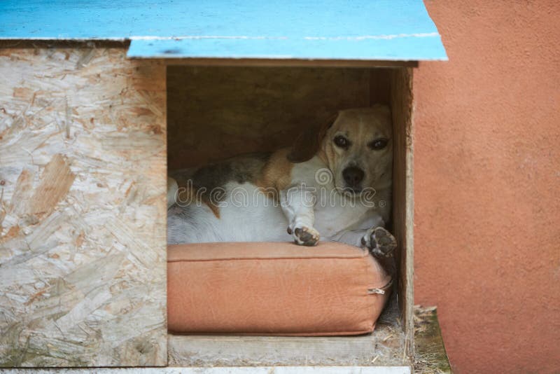 Cagea Stock Photos Free & RoyaltyFree Stock Photos from Dreamstime