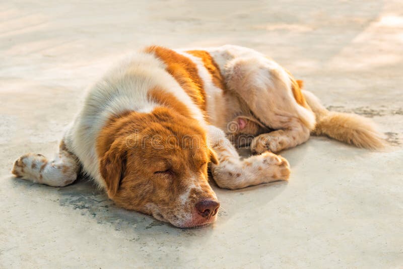 why do dogs lay on hot concrete