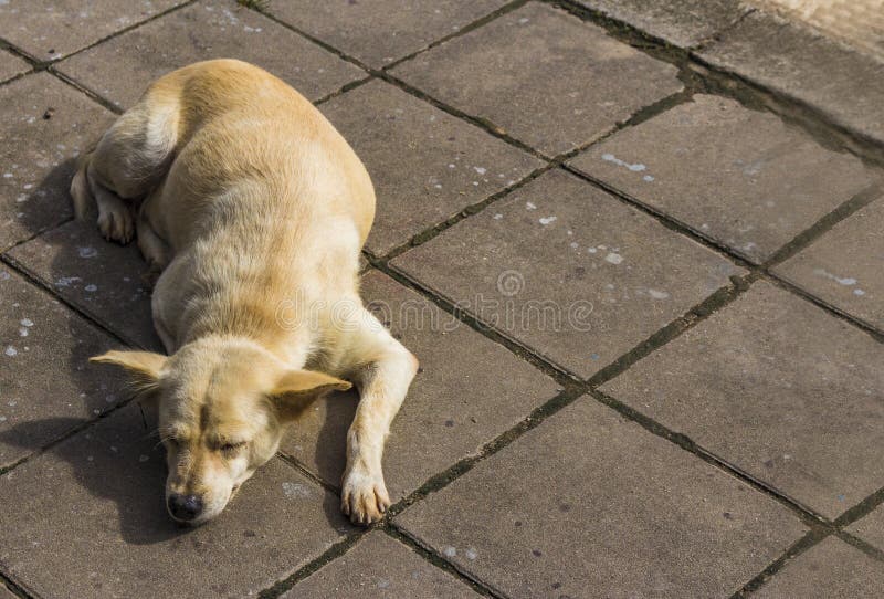 Dog Sleeping on Concrete Floor Waiting for Boss Stock Photo Image of