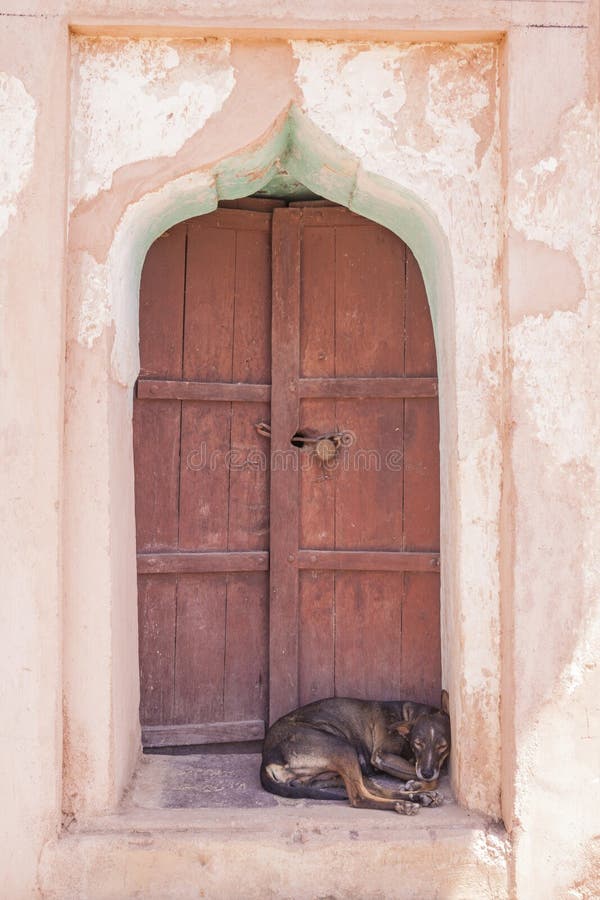 Dog Sleeping on a Door Step Stock Photo Image of sleeping, crack