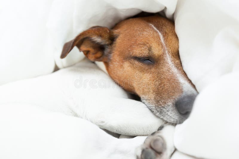 Sleeping Dog Couch stock image. Image of pointer, relax 34483999